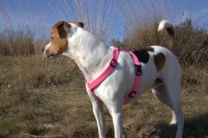 Waarom kiezen voor een B-Friend tuigje?