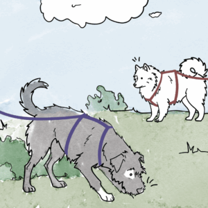 Sociale wandelingen (10)