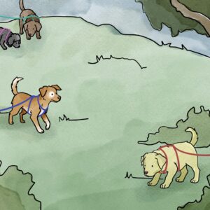 Puppycursus B-Dog (op afspraak)