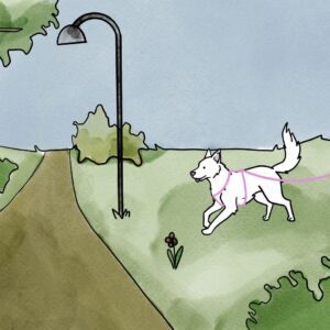 Jonge hondencursus B-Dog (op afspraak)