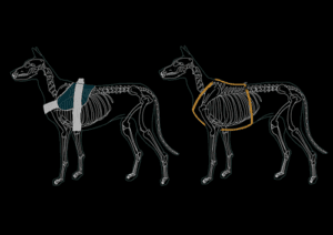 B-Friend tuigje vs Ander tuigje